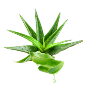 Aloë Vera